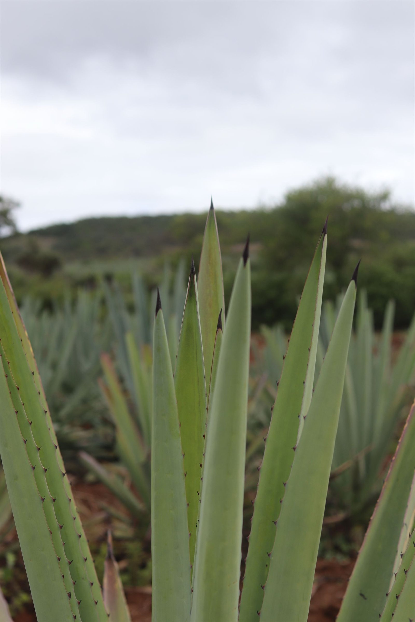 Planta de agave espadín en primer plano