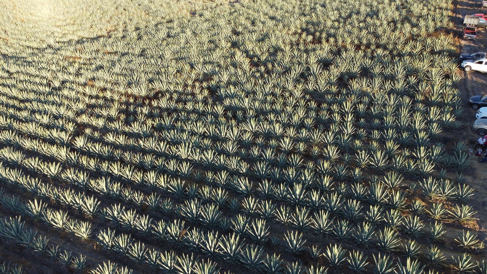 Vista aérea de los plantíos de agave en Santiago Matatlán