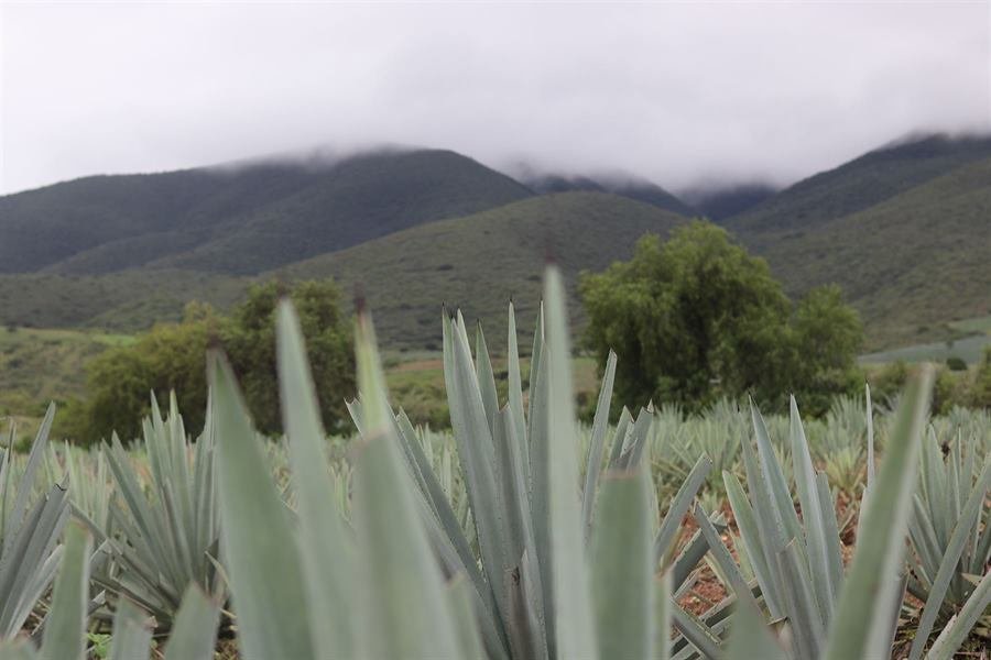 Campo de agave con las montañas entre la niebla