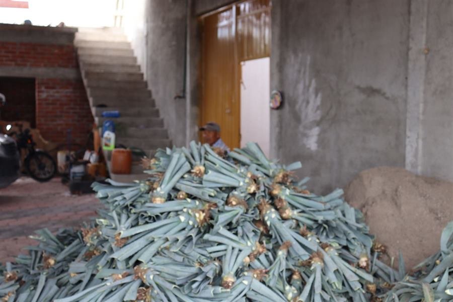 Hijuelos de agave listos para sembrarse