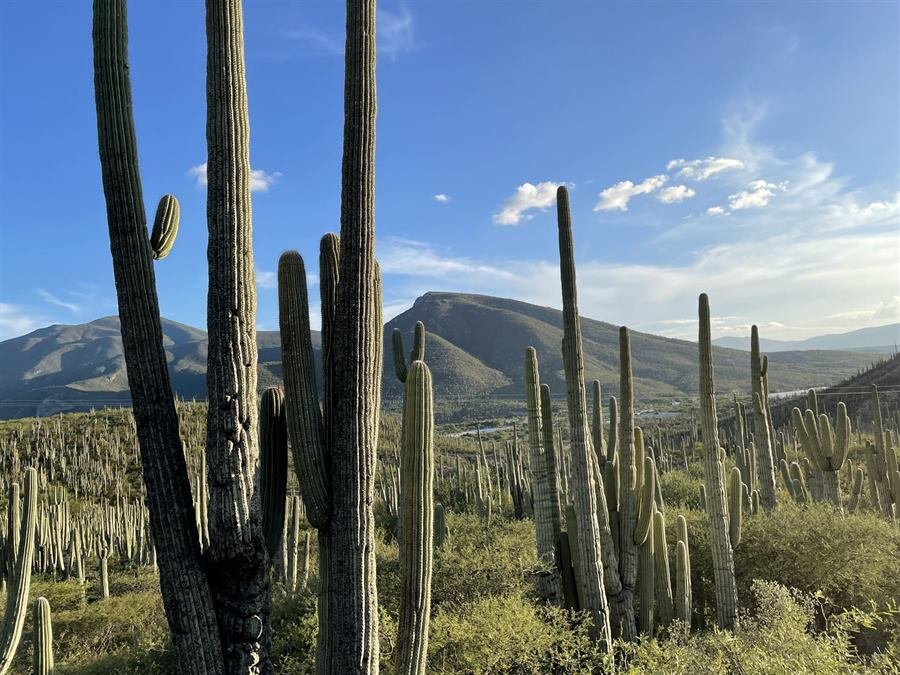 Órganos y cerros de los Valles Centrales