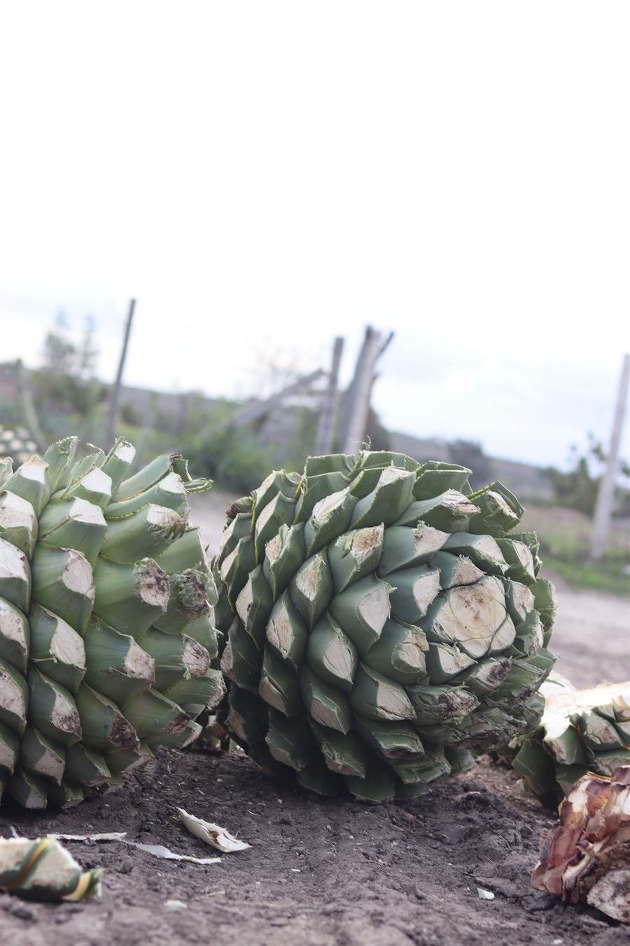 Piñas de agave jimadas